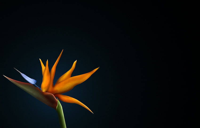 Paradiesvogel Blume, Paradiesvögel HD-Hintergrundbild