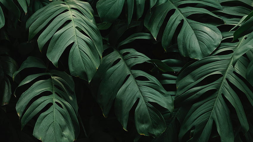 leaves, plant, green, dark, vegetation ultrawide monitor background HD wallpaper