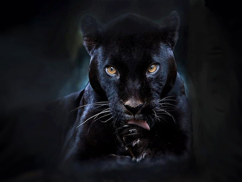 Black Panther, Cute Black Panther HD wallpaper | Pxfuel
