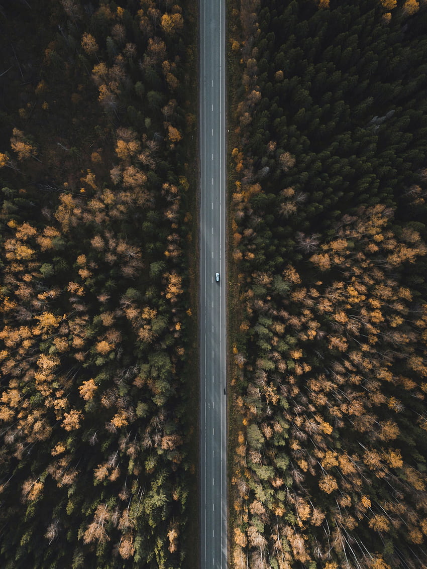 Nature, Trees, View From Above, Top, Road, Forest, Tops HD phone wallpaper