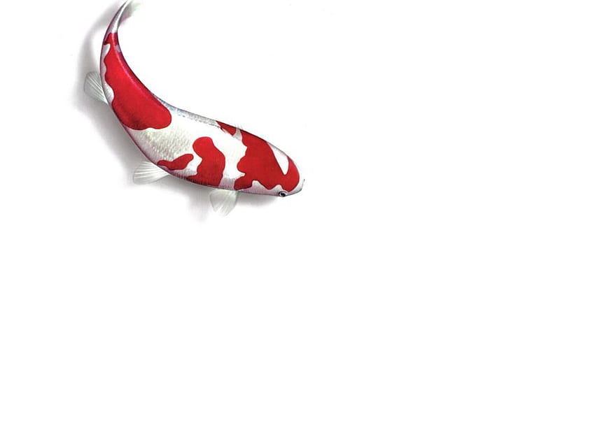 Koi fish animated HD wallpapers | Pxfuel