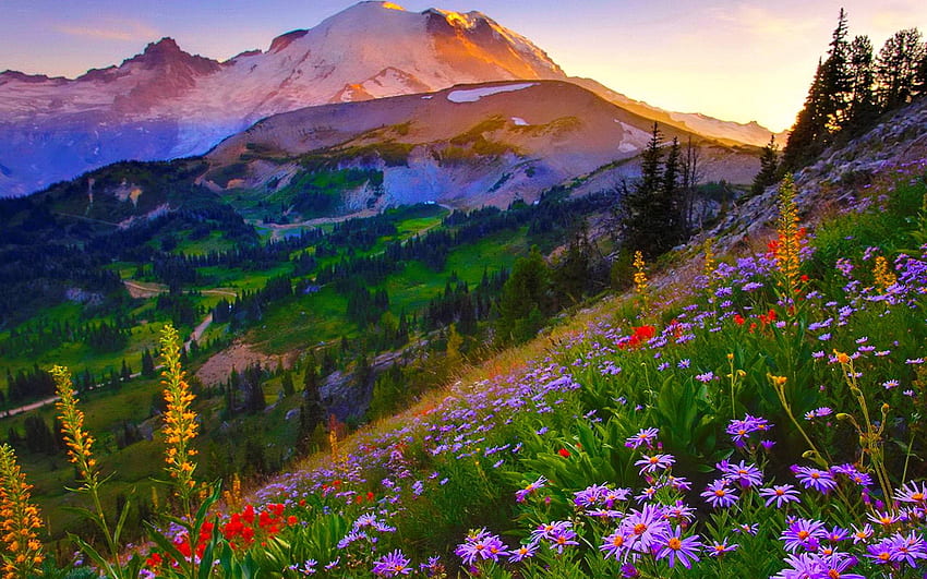 Park Narodowy Mount Rainier, Waszyngton, kwiaty, kraj, niebo, kwiaty, zachód słońca Tapeta HD