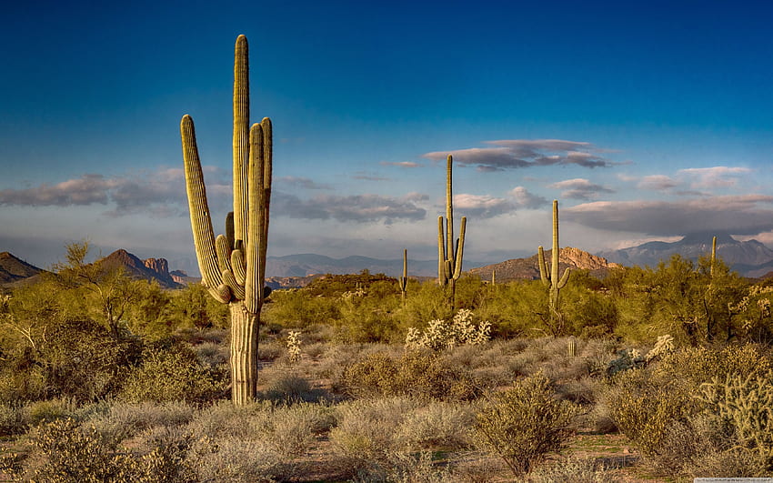 Saguaro Cactus, Arizona for HD wallpaper | Pxfuel