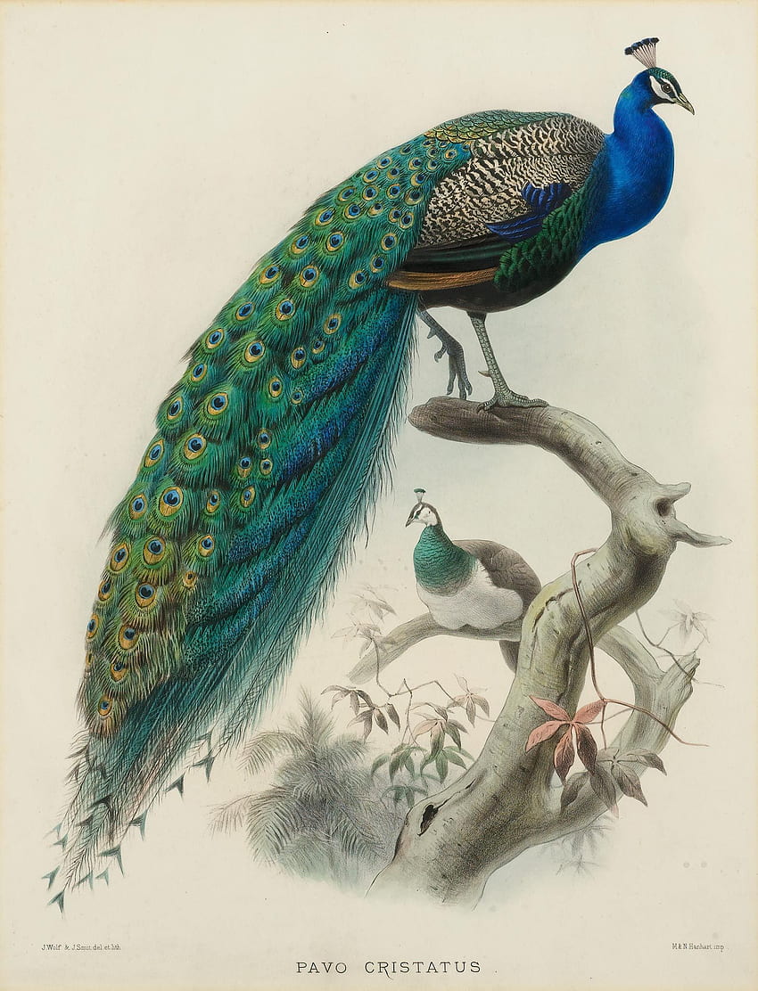 นกยูงในตำนาน ตำนาน และประวัติศาสตร์ศตวรรษที่ 19 ผู้แต่ง มีมี่ แมทธิวส์, Lucky Peacock วอลล์เปเปอร์โทรศัพท์ HD
