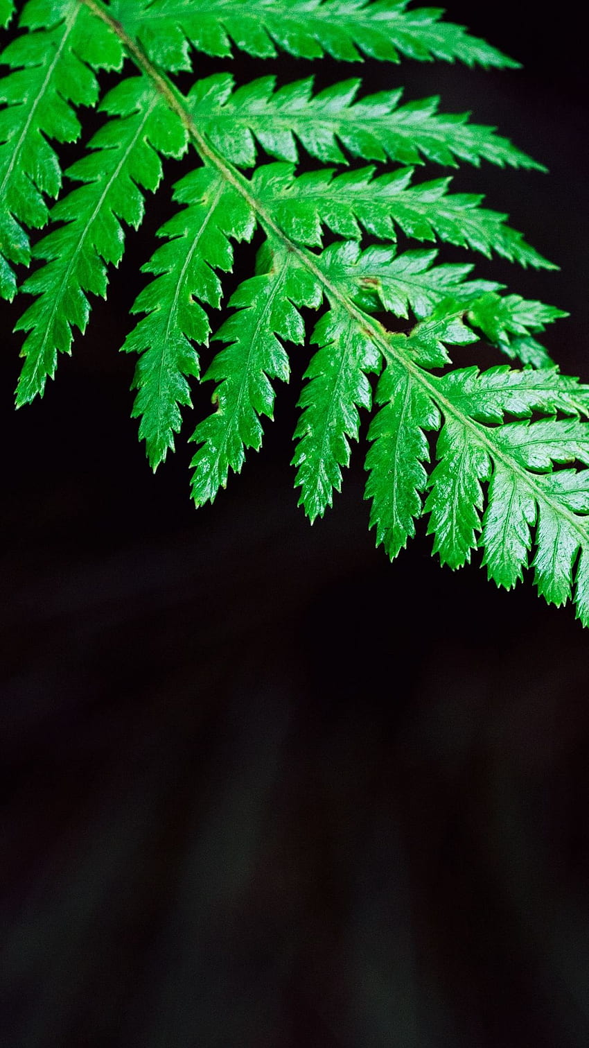 fern, plant, leaf samsung galaxy s4, One Leaf HD phone wallpaper
