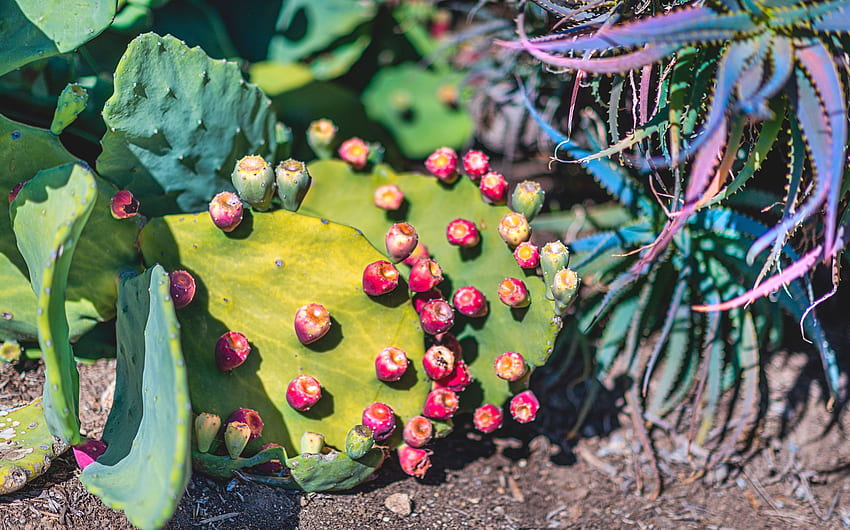Prickly Pear, Los Angeles : Release, Succulent Garden HD wallpaper