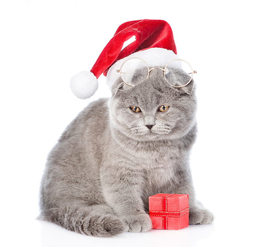 クリスマスの猫、動物、白、灰色、かわいい、猫、ギフト、pisica、赤、メガネ、面白い、カード、サンタ 高画質の壁紙
