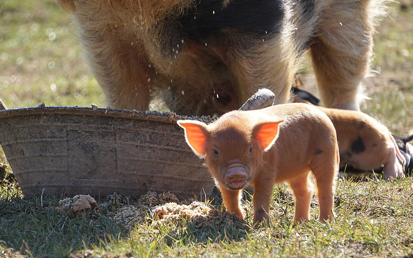 Piglet, baby, animal, pig HD wallpaper