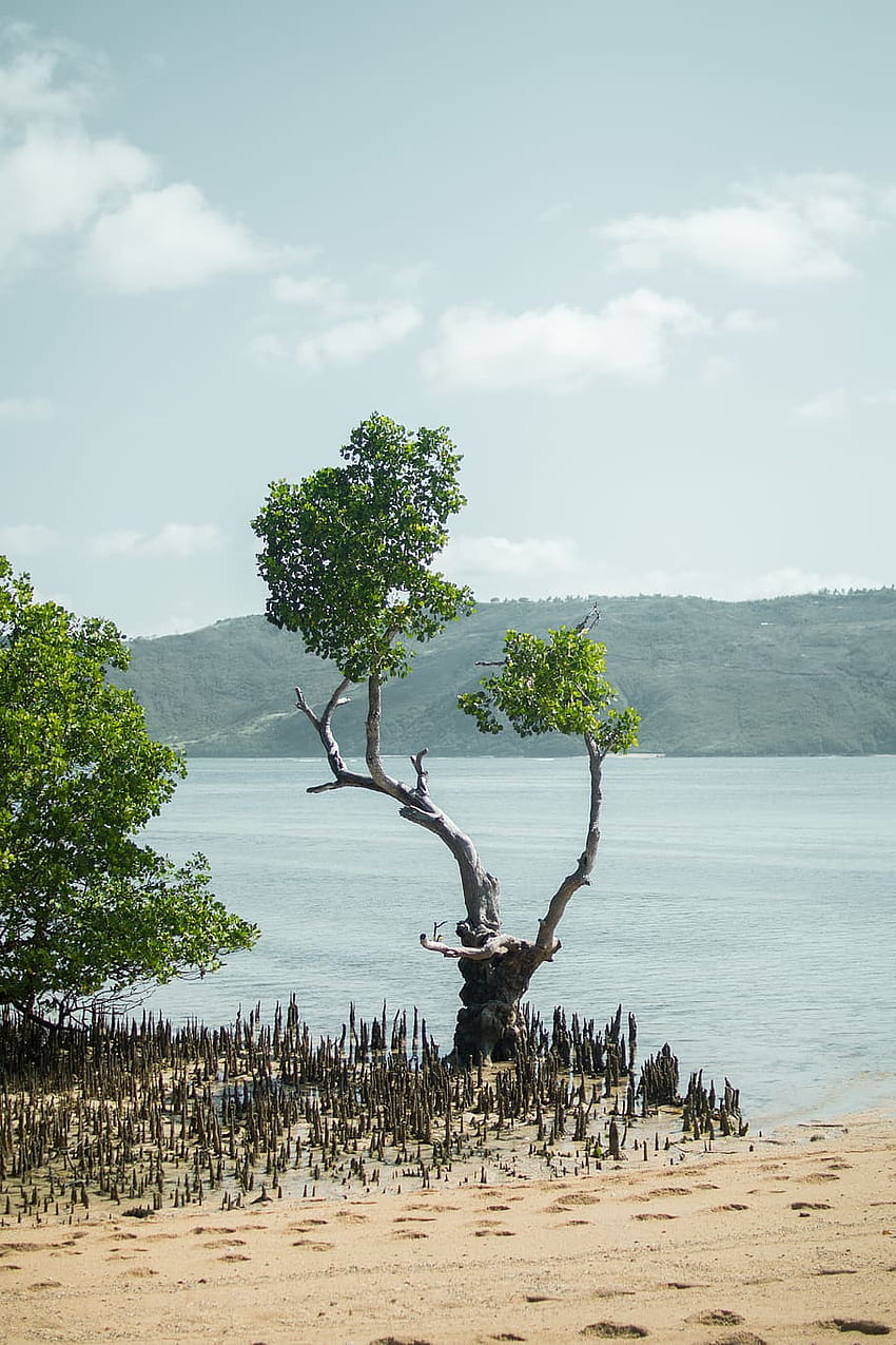 : indonesia, lombok, tree, plant, sky, water HD phone wallpaper