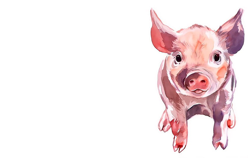 weißer Hintergrund, Schwein, Schwein, Schweinegesicht HD-Hintergrundbild