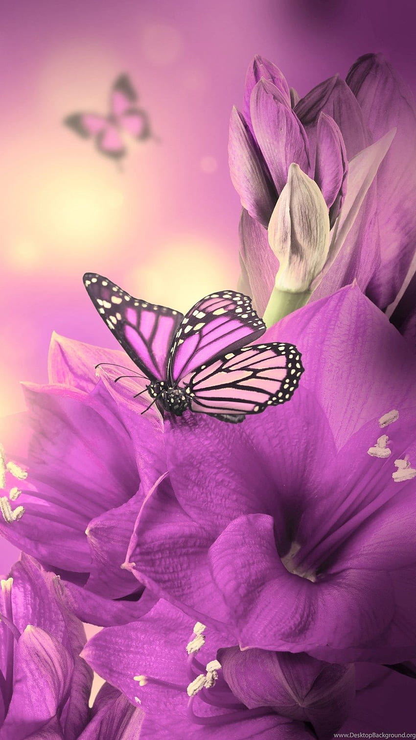 Primula Purple Butterfly iPhone 6 ผีเสื้อแสนน่ารัก วอลล์เปเปอร์โทรศัพท์ HD