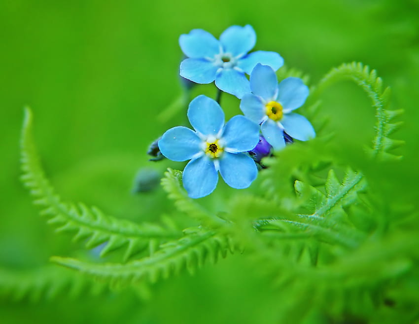 Vergissmeinnicht, Vergissmeinnicht, Blumen, Farne, Grün HD-Hintergrundbild