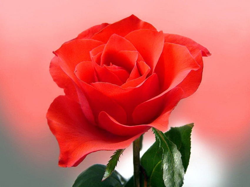 Beauty red for Carol, rose, leaves, flower, red, beauty HD wallpaper