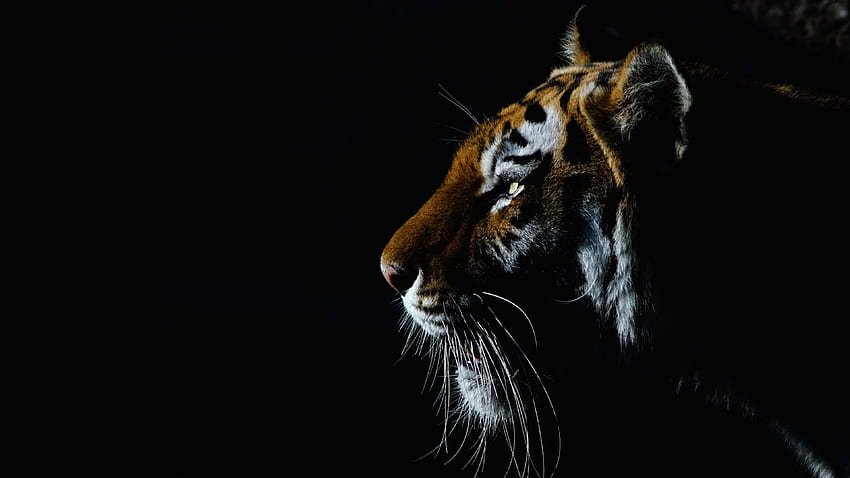 Tiger , Closeup, Dark, Black background, Big cat, Animals, Animals HD wallpaper