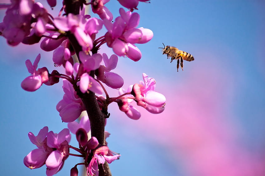 ดอกไม้ มาโคร กิ่งไม้ เที่ยวบิน ผึ้ง ฤดูใบไม้ผลิ วอลล์เปเปอร์ HD