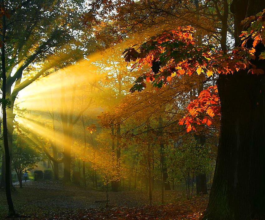 Светлината на зората, лъчи, зора, слънчева светлина, дървета, есен, портокалови листа, гора HD тапет