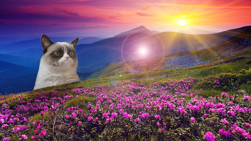 So we're posting grumpy cat . : funny, Spring Cat HD wallpaper