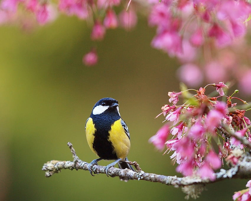 Wiosna Ptak, zwierzę, gałąź, ptak, kwiaty, wiosna Tapeta HD