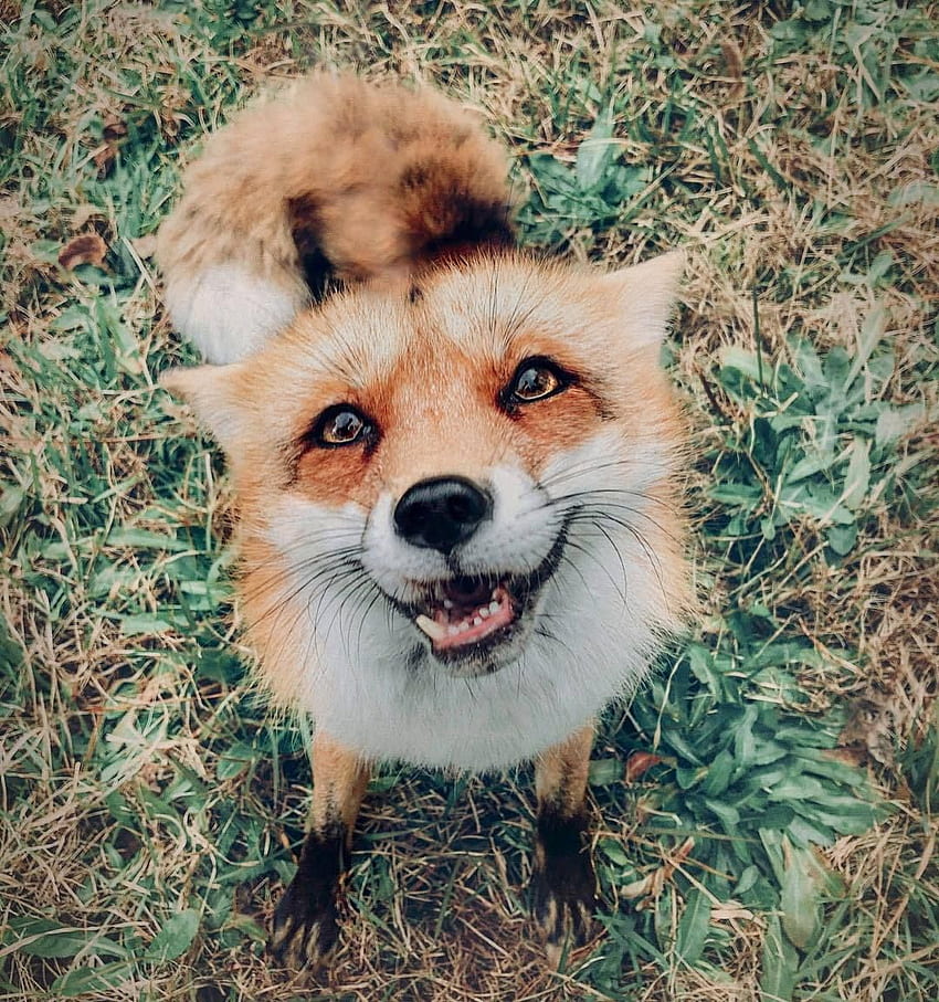 Juniper the Red Fox by juniperfoxx. Cutest animals on earth, Cute animals, Animals beautiful HD phone wallpaper