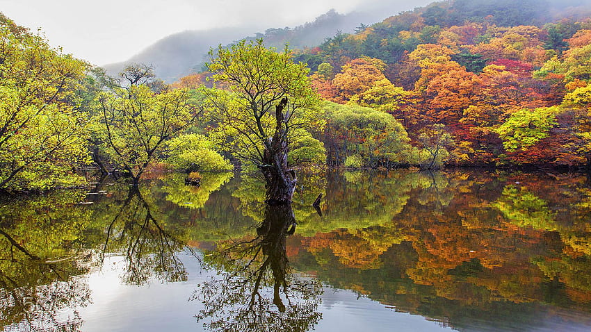 紅葉と秋の木々 水での反射 Cheongsong 韓国 風景 ウルトラ 携帯電話 タブレット ノートパソコン用 高画質の壁紙