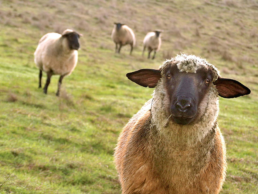 Domestic sheep, animal, field, sheep, farm, grass HD wallpaper