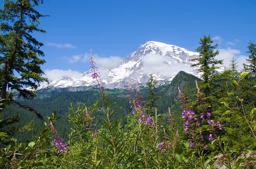 Natura, kwiaty, góry, las, Park Narodowy Mount Rainier Tapeta HD