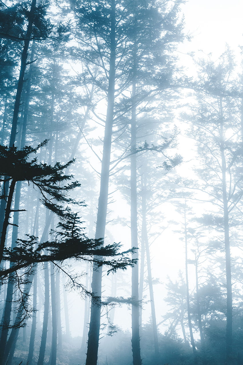 Natura, drzewa, las, mgła, gałęzie Tapeta na telefon HD