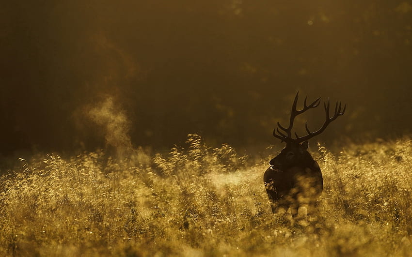 Animals, Grass, Dark, Field, Stroll, Deer HD wallpaper