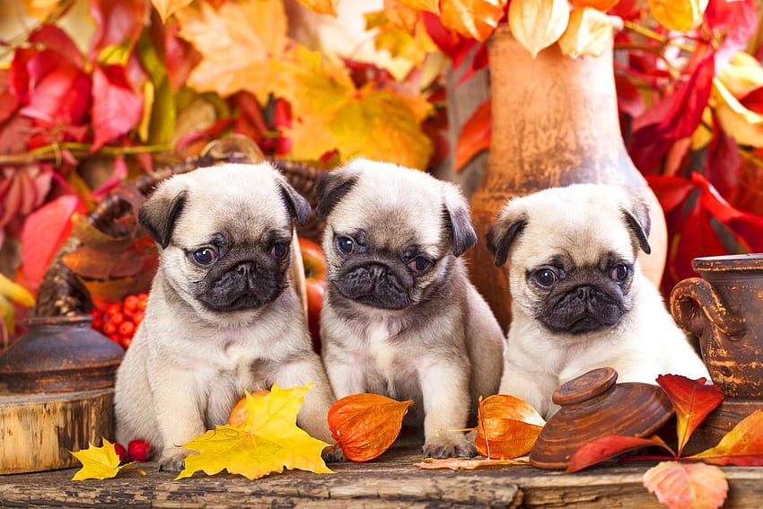Puppies, dog, animal, cute, orange, puppy, yellow, red, autumn, pug, leaf, trio, caine HD wallpaper