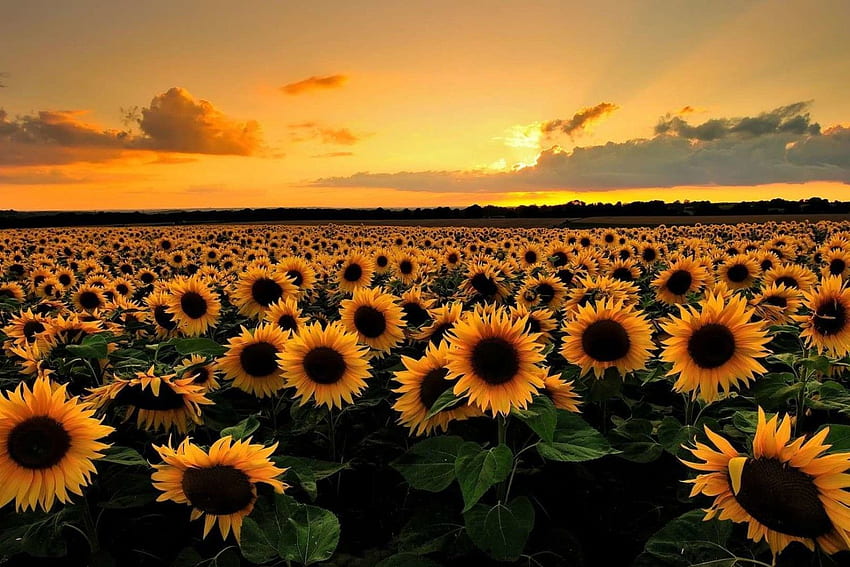 Sunning Alley Box - Hello subscription in 2020. Sunflower , Aesthetic , Sunflower Sunset, Yellow Tumblr Aesthetic Horizo​​ntal 高画質の壁紙