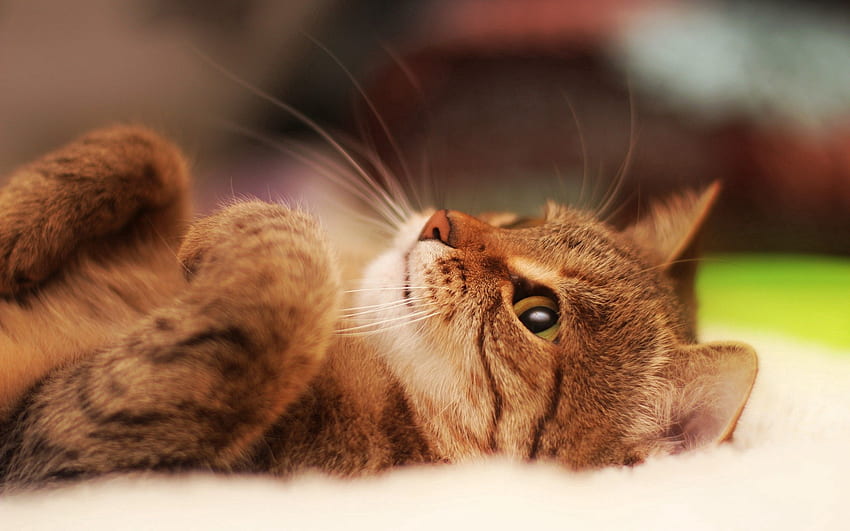 Animals, Cat, To Lie Down, Lie, Striped, Sweetheart, Nice, Paws HD wallpaper