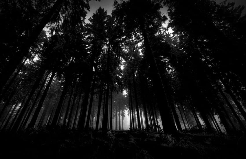rojo oscuro del bosque oscuro, estética del bosque oscuro fondo de pantalla