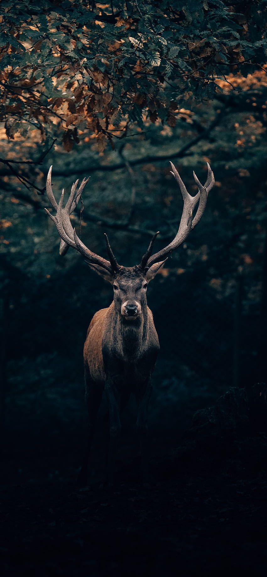 Eure Majestät der König des Teutoburger Waldes!, Majestätischer Wald HD-Handy-Hintergrundbild