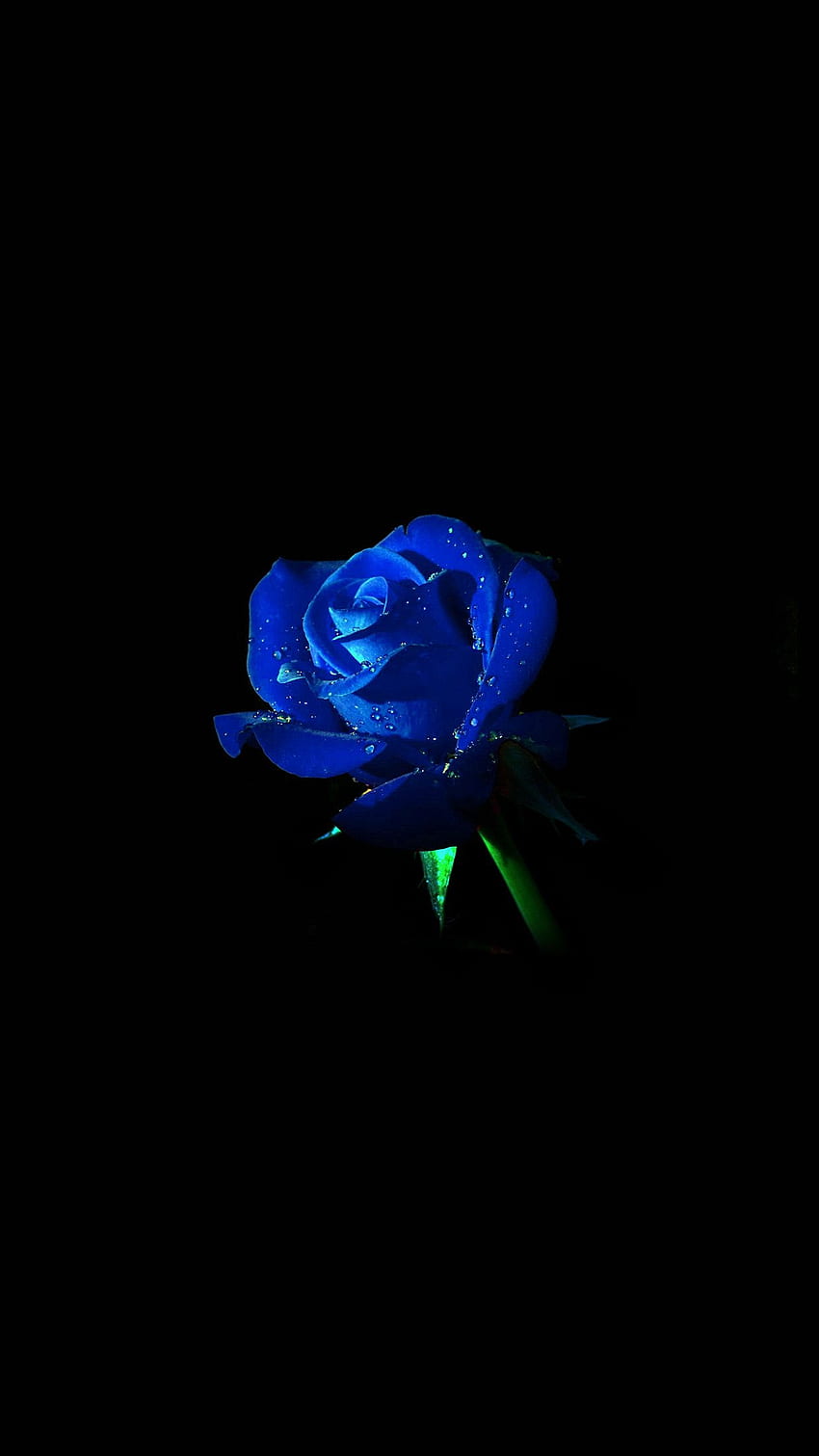 Blue Rose Dark Flower Nature Android - Android, Fleurs sombres Fond d'écran de téléphone HD