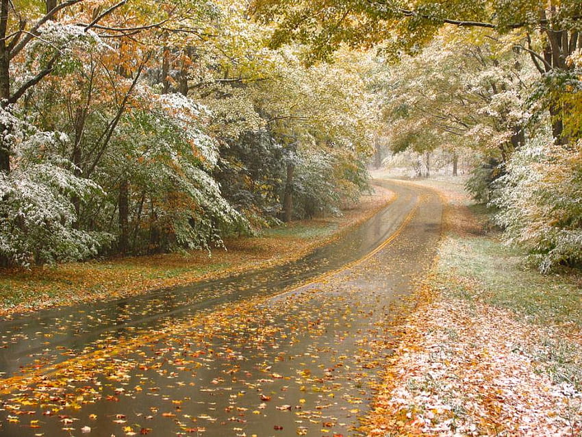 Percorso autunnale, autunno, natura, albero, percorso Sfondo HD