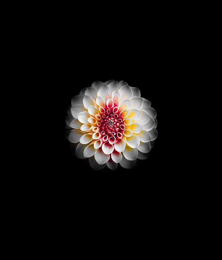 Portret, biała Dalia, kwiat Tapeta na telefon HD
