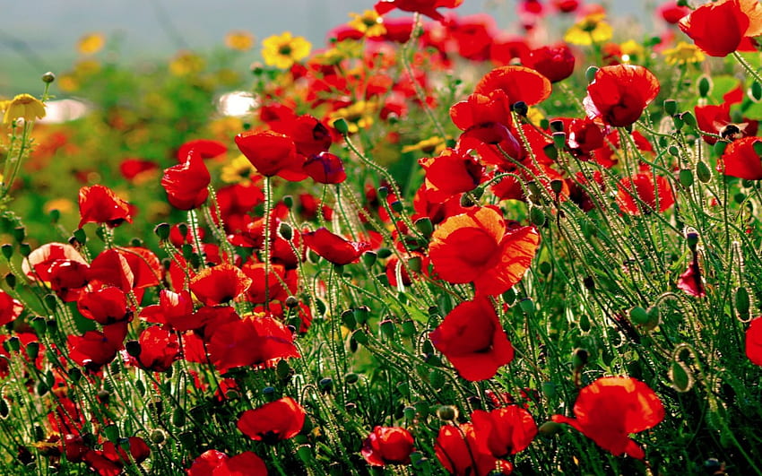 МАКОВЕ, поле, цветове, червено, градина, цветя, пролет HD тапет