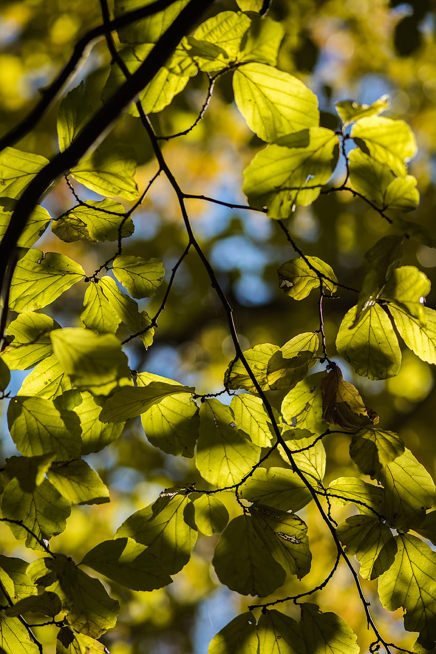 自然, 葉, マクロ, 木材, ツリー, 小枝, 小枝 HD電話の壁紙