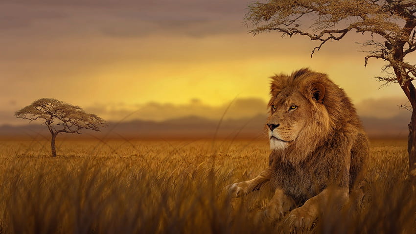 Lion Forest 1440P Resolution , , Background, and, Forest Wildlife HD wallpaper