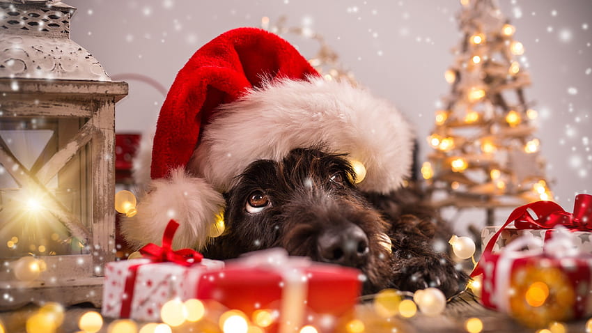 Christmas, New Year, snow, dog, cute animals, , Holidays, Christmas ...