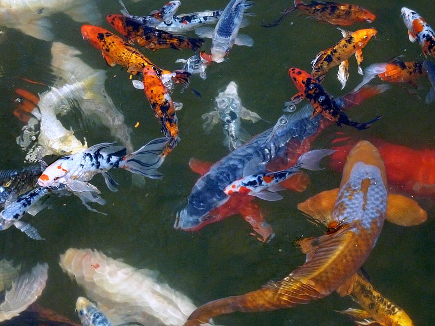 Koi-Fische, Koi-Teich HD-Hintergrundbild