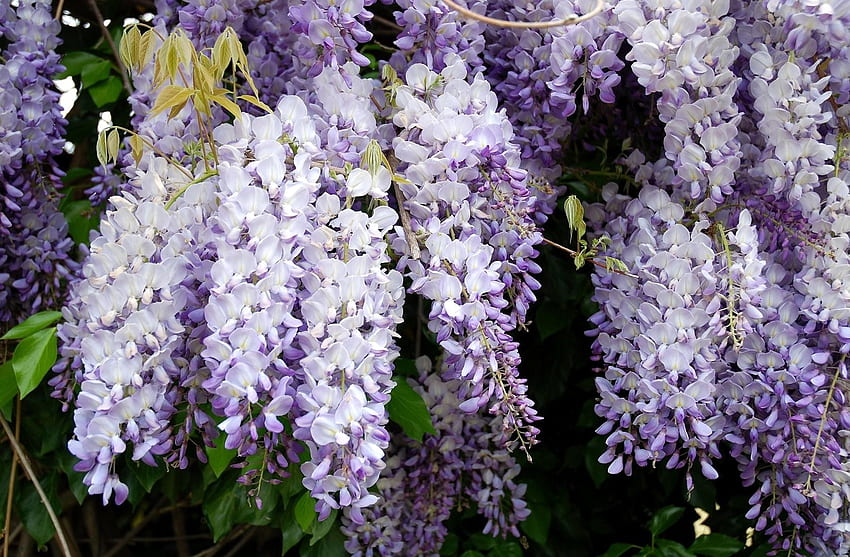 Flowers, Leaves, Grapes, Branches, Bunches, Wisteria HD wallpaper