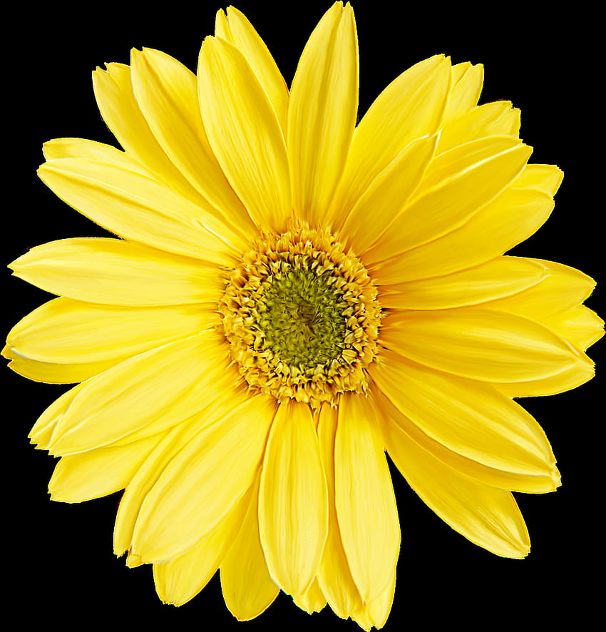 Malarstwo rośliny kwiaty materiał przezroczysty-pastelowy żółty kwiat PNG-pełny rozmiar PNG Tapeta na telefon HD