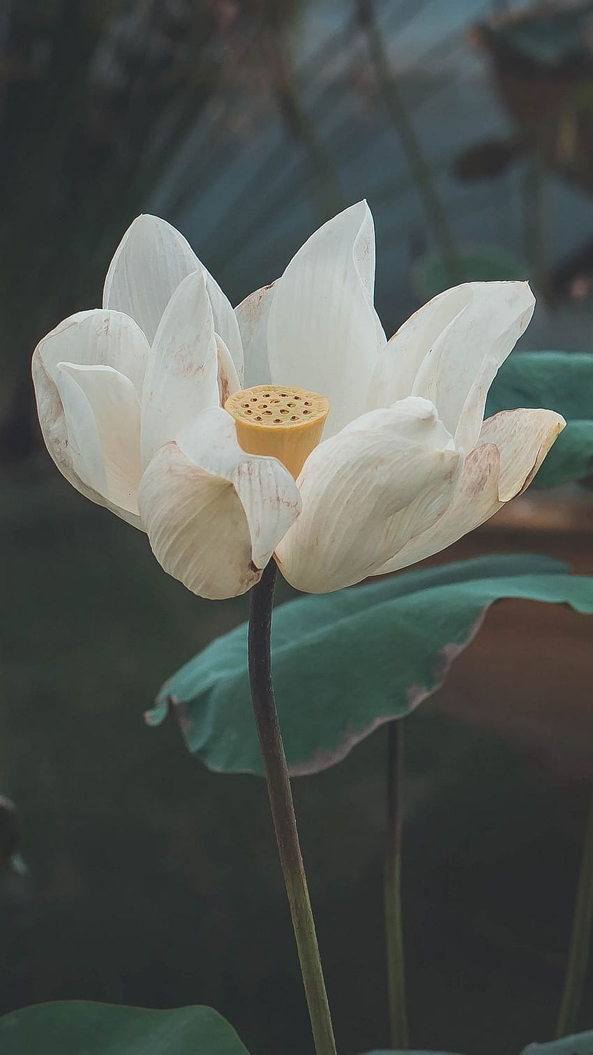 lotus, fleur, blanc, bourgeon, pétales Fond d'écran de téléphone HD