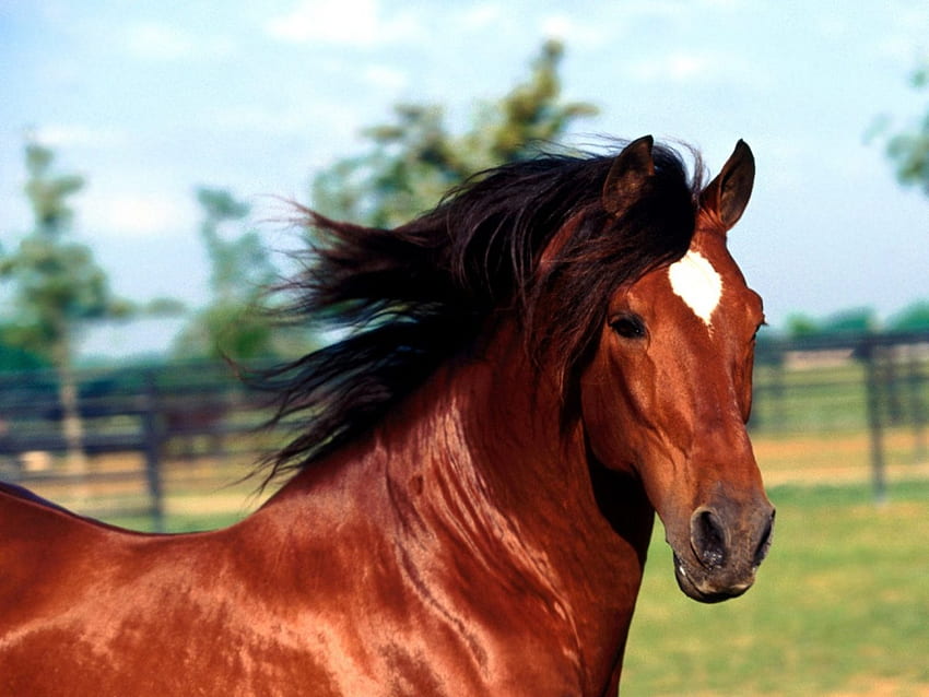 Dadivoso - semental andaluz, estrella, caballo, hermoso, andaluz fondo de pantalla