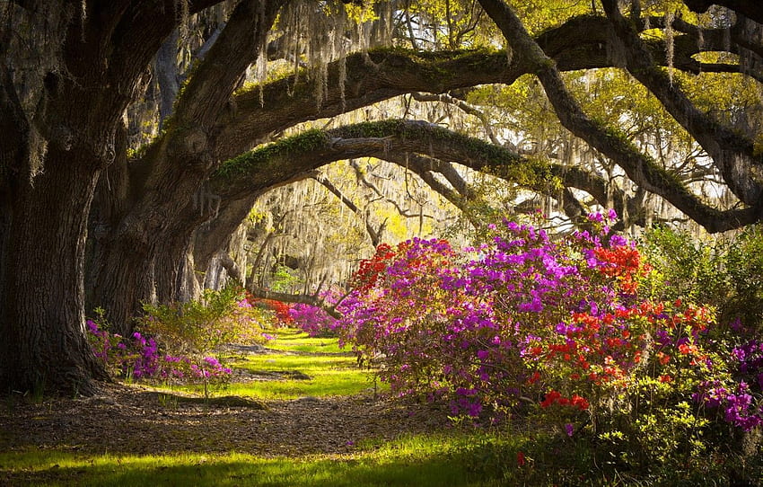 trees, flowers, South Carolina, USA, state, Charleston HD wallpaper