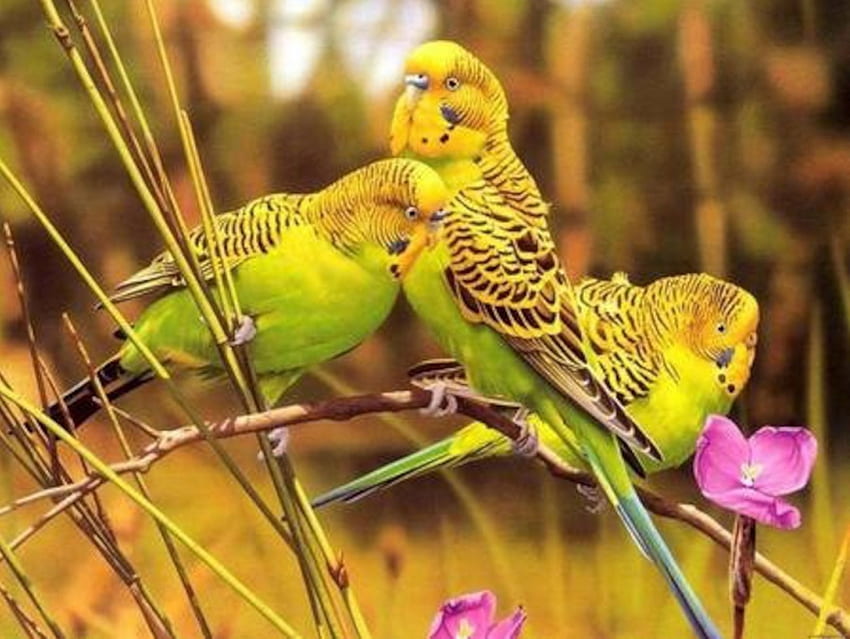 귀여운 새, 동물, 꽃, 새, 노랑 HD 월페이퍼