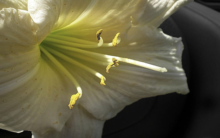 Blick, Öffnung, Gelb, Blume HD-Hintergrundbild