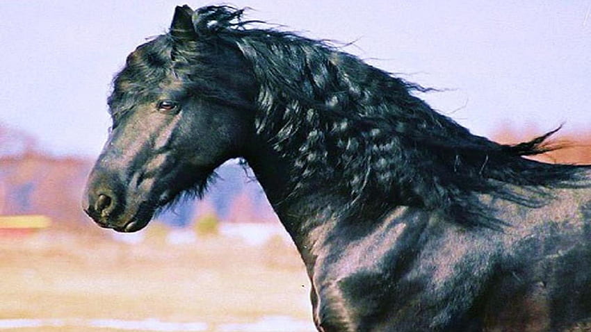 Fryzyjskie zbliżenie, konie, fryzyjskie, czarne konie, dzikie konie, ogier, przyroda Tapeta HD