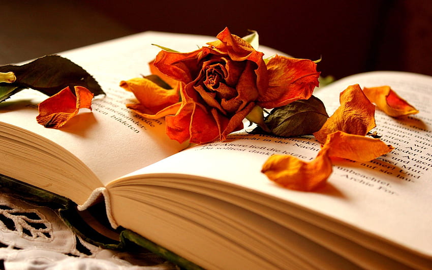 book, flower, rose, dry, petals, Dried Flowers HD wallpaper